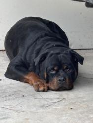 Found/Stray Male Dog last seen calvery Rd. Willis Texas, Willis, TX 77318