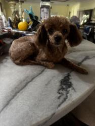 Reunited Female Dog last seen Tropical breeze way, Hudson, FL 34669