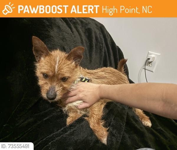 Found/Stray Male Dog last seen West ward avenue, High Point, NC 27262