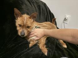 Found/Stray Male Dog last seen West ward avenue, High Point, NC 27262