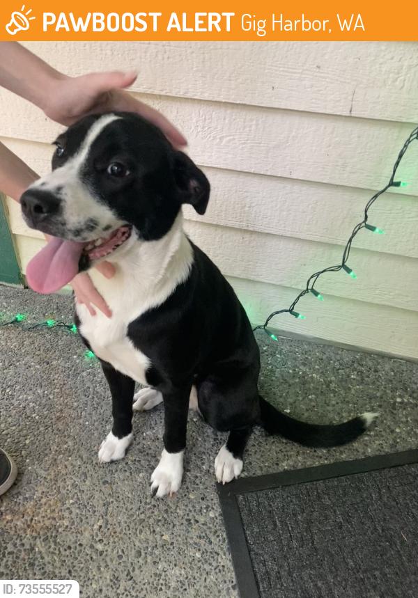 Found/Stray Female Dog last seen 65th Ave & Sehmel Dr, Gig Harbor, WA 98332