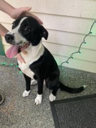 Found/Stray Female Dog last seen 65th Ave & Sehmel Dr, Gig Harbor, WA 98332