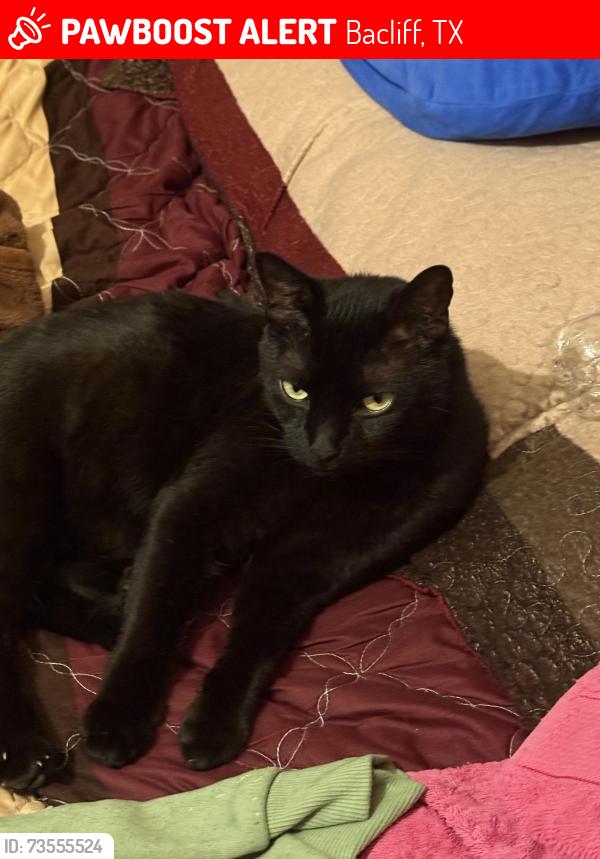 Lost Male Cat last seen Chase Park Dr, Bacliff, TX 77518