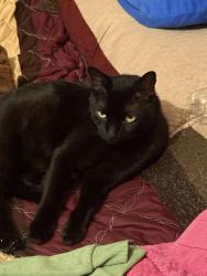 Lost Male Cat last seen Chase Park Dr, Bacliff, TX 77518