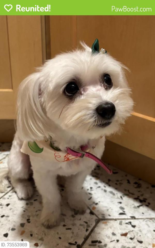 Reunited Female Dog last seen Globe st and Lyon Ave Bronx NY, The Bronx, NY 10461