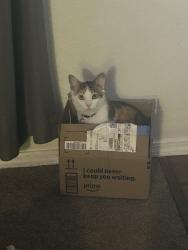 Reunited Female Cat last seen Bergenson and norfolk/willamsburg, Boise, ID 83706
