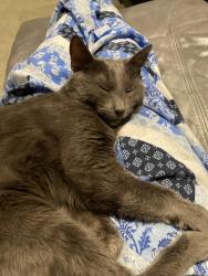 Lost Male Cat last seen Burns Rd, Pflug Rd,  15074