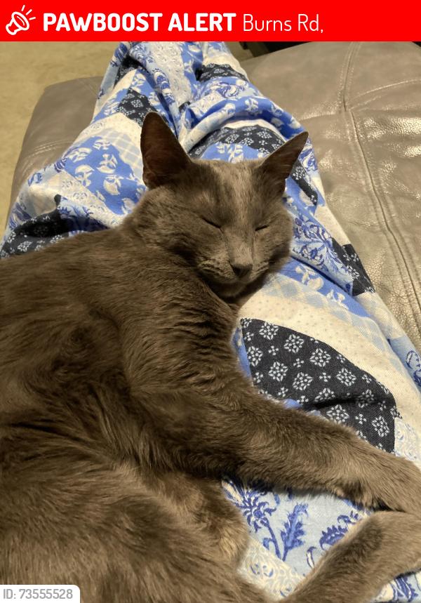 Lost Male Cat last seen Burns Rd, Pflug Rd,  15074