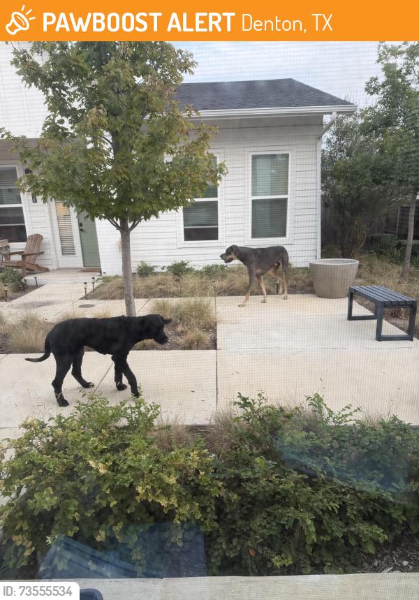 Found/Stray Male Dog last seen The perch, Denton, TX 76207