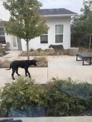 Found/Stray Male Dog last seen The perch, Denton, TX 76207