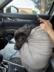 Found/Stray Male Dog last seen Elementary school, Dallas, TX 75232