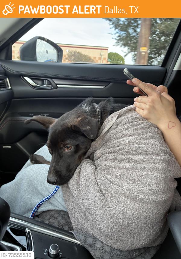 Found/Stray Male Dog last seen Elementary school, Dallas, TX 75232