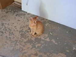 Lost Female Cat last seen Lovers lane and Three Oaks drive se, Oaks Dr SE,  30701