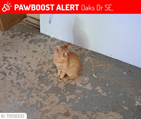 Lost Female Cat last seen Lovers lane and Three Oaks drive se, Oaks Dr SE,  30701