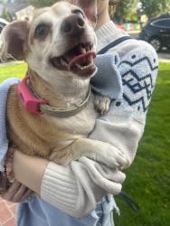 Reunited Female Dog last seen Santa Cruz Avenue Modesto, CA, Modesto, CA 95354