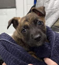 Shelter Stray Female Dog last seen White Ave and Lexington Ave, KCMO, 64123, 64123, MO, 7077 Elmwood Ave, Kansas City, MO 64132, USA