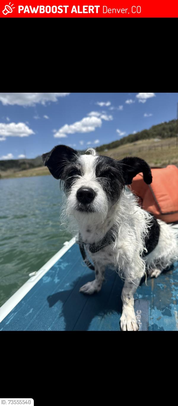 Lost Female Dog last seen Mariposa and 42nd, Denver, CO 80211