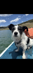 Lost Female Dog last seen Mariposa and 42nd, Denver, CO 80211