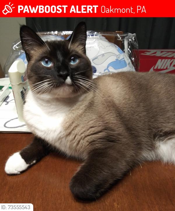 Lost Male Cat last seen Oakmont, Oakmont, PA 15139