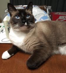 Lost Male Cat last seen Oakmont, Oakmont, PA 15139