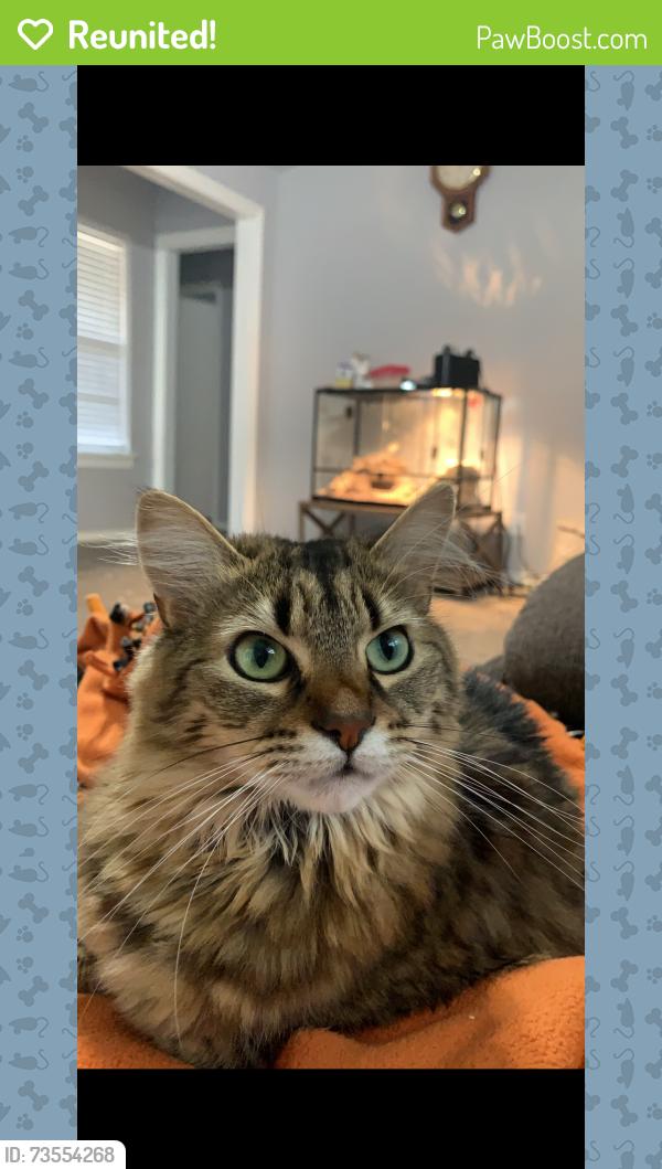 Reunited Female Cat last seen Mercury road/ Kelly park, Edmond, OK 73034