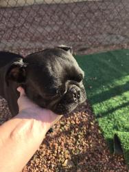 Found/Stray Male Dog last seen 65th Ave and Berkley rd, Phoenix, AZ 85035
