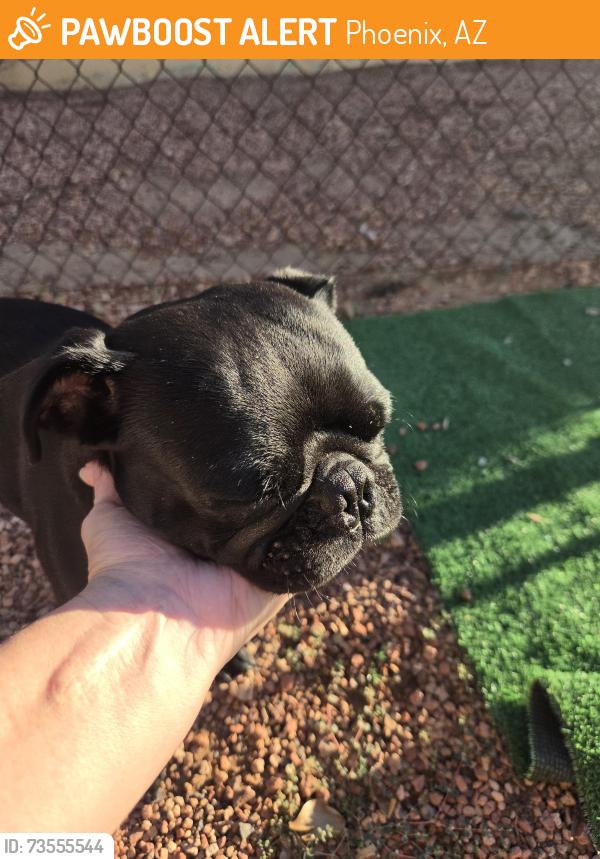 Found/Stray Male Dog last seen 65th Ave and Berkley rd, Phoenix, AZ 85035