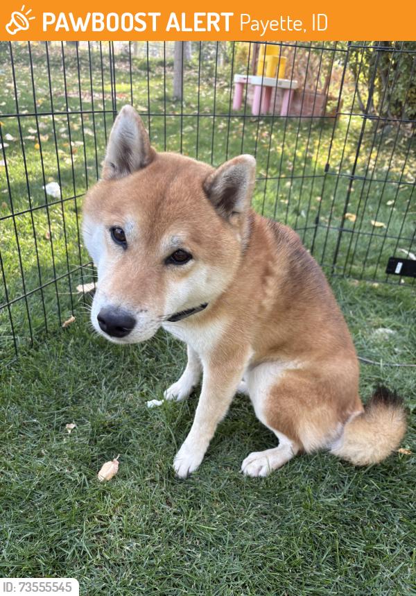 Found/Stray Male Dog last seen Hwy 95 and Railroad Ln, Payette, ID, Payette, ID 83661