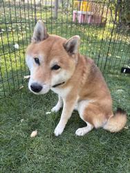 Found/Stray Male Dog last seen Hwy 95 and Railroad Ln, Payette, ID, Payette, ID 83661