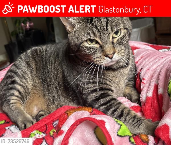 Lost Male Cat last seen Bayberry road , shagbark , bell street, Glastonbury, CT 06033