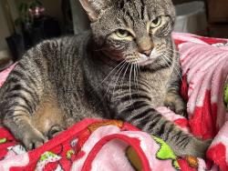 Lost Male Cat last seen Bayberry road , shagbark , bell street, Glastonbury, CT 06033