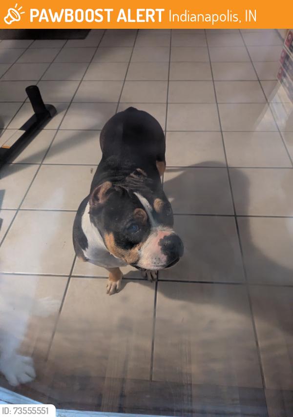 Found/Stray Female Dog last seen Creekside Woods St. and Palmyra Dr., Indianapolis, IN 46239
