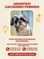Lost Male Dog last seen Céu são Mateus, Jardim da Conquista, SP 08343-130