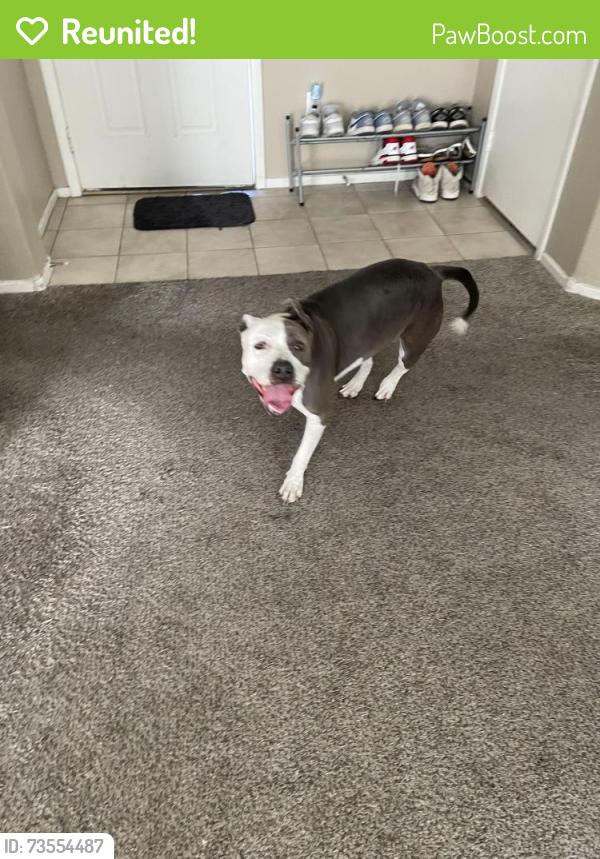 Reunited Female Dog last seen Ann and Clayton, North Las Vegas, NV 89031