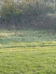 Found/Stray Unknown Cat last seen near hole 25/equestrian trail, DeForest, WI 53532