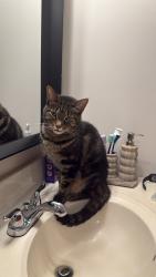 Reunited Male Cat last seen Carroll Hill Rd, Charlton, Charlton, MA 01507