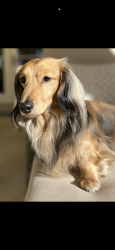 Lost Male Dog last seen Ocean Racquet Club, Jupiter, FL 33477