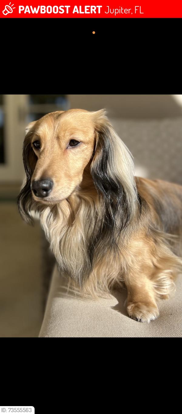 Lost Male Dog last seen Ocean Racquet Club, Jupiter, FL 33477
