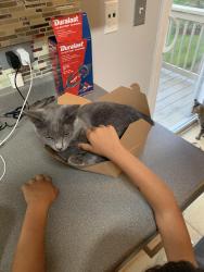 Lost Female Cat last seen Near evergreen cir gilberts il, Gilberts, IL 60136
