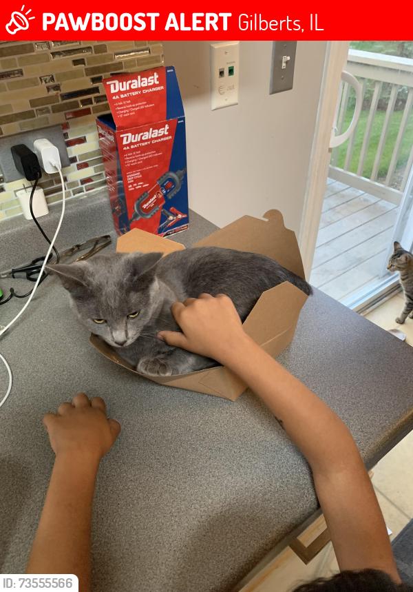 Lost Female Cat last seen Near evergreen cir gilberts il, Gilberts, IL 60136