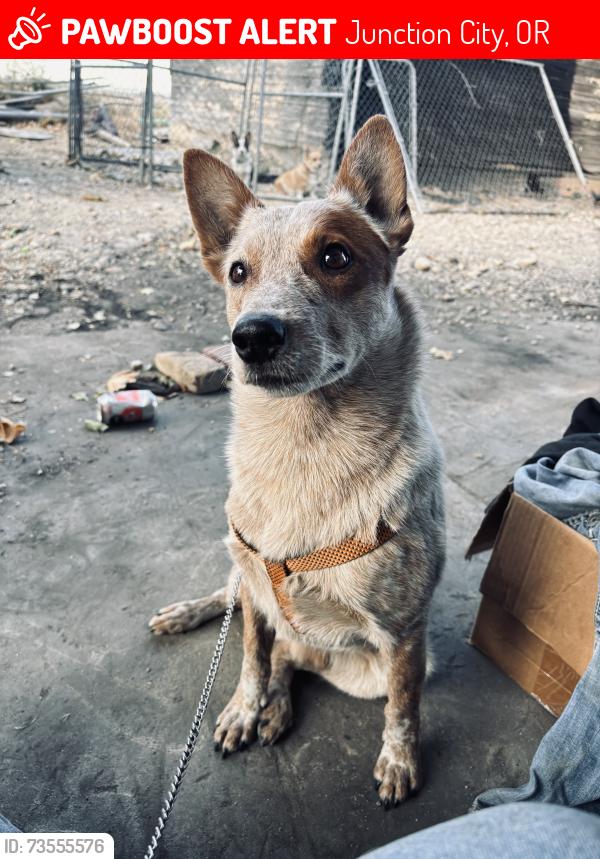 Lost Male Dog last seen Coral St Junction City, OR, Junction City, OR 97448