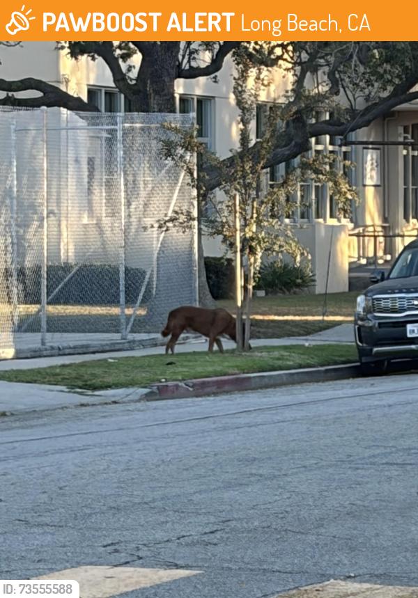 Found/Stray Unknown Dog last seen High school near by, Long Beach, CA 90810