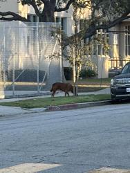 Found/Stray Unknown Dog last seen High school near by, Long Beach, CA 90810