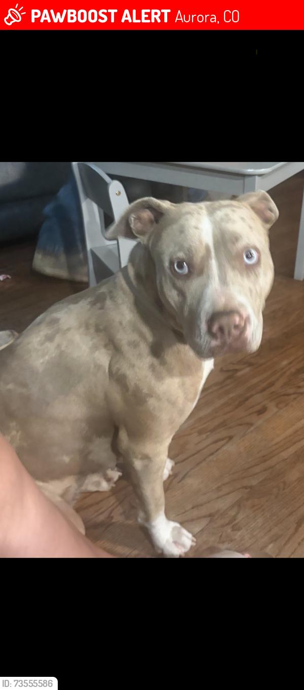 Lost Female Dog last seen Peoria & 30th, Aurora, CO 80011