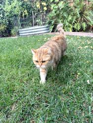 Found/Stray Unknown Cat last seen Northpark, Irvine, CA 92602