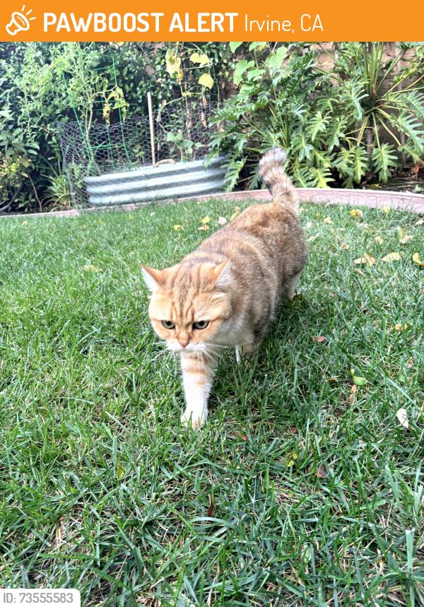 Found/Stray Unknown Cat last seen Northpark, Irvine, CA 92602