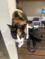Reunited Female Cat last seen Stoneybrook Publix, Winter Garden, FL 34787
