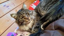 Lost Male Cat last seen Cemetary and Purple Sage, Middleton, ID 83644