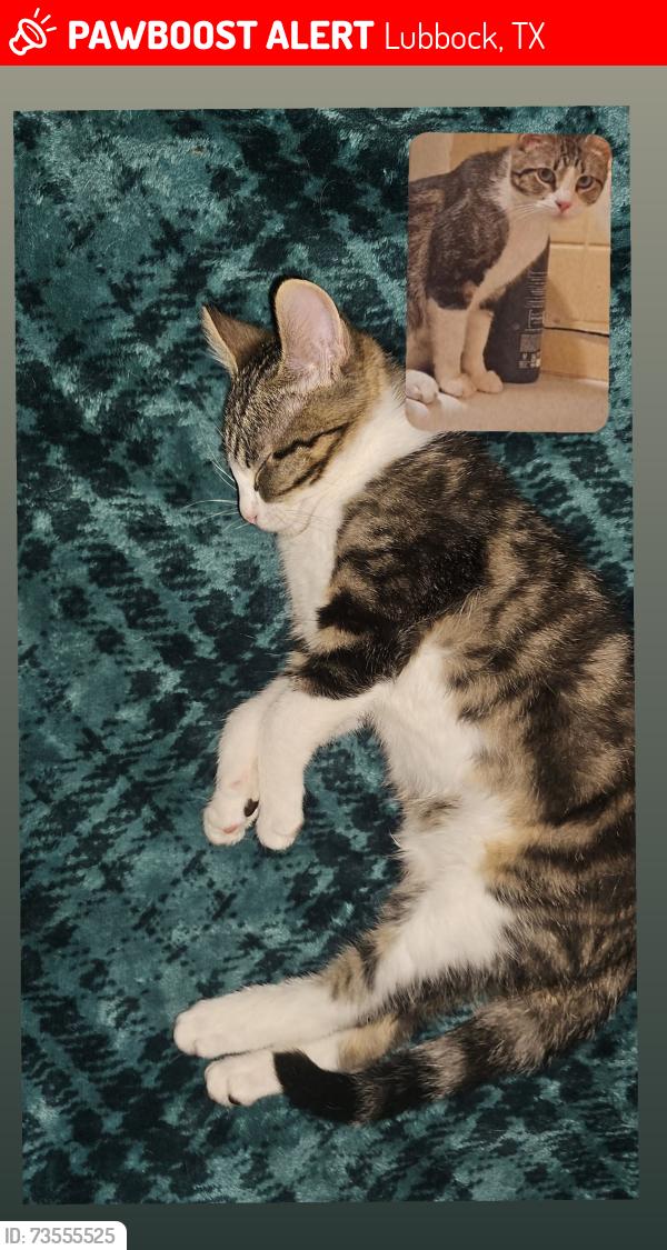 Lost Male Cat last seen 50th street, agape temple church, Happy's, South plains college, Lubbock, TX 79412