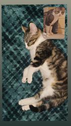 Lost Male Cat last seen 50th street, agape temple church, Happy's, South plains college, Lubbock, TX 79412